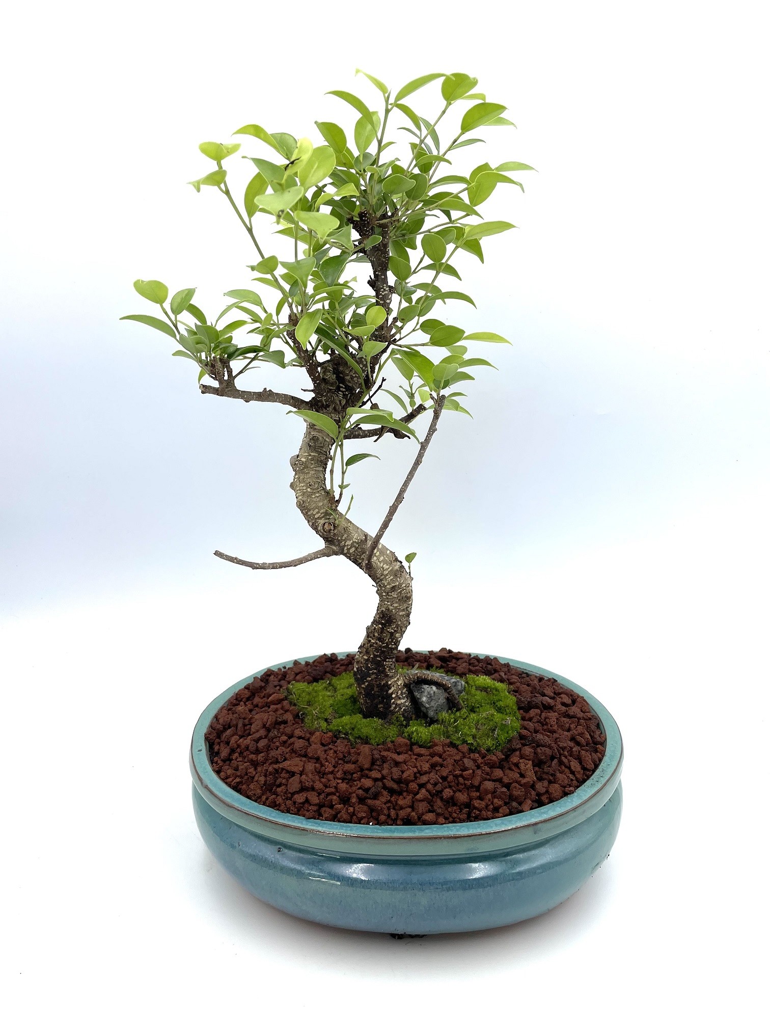 Large Golden Gate Bonsai (Ficus Retusa) Styled over a Rock