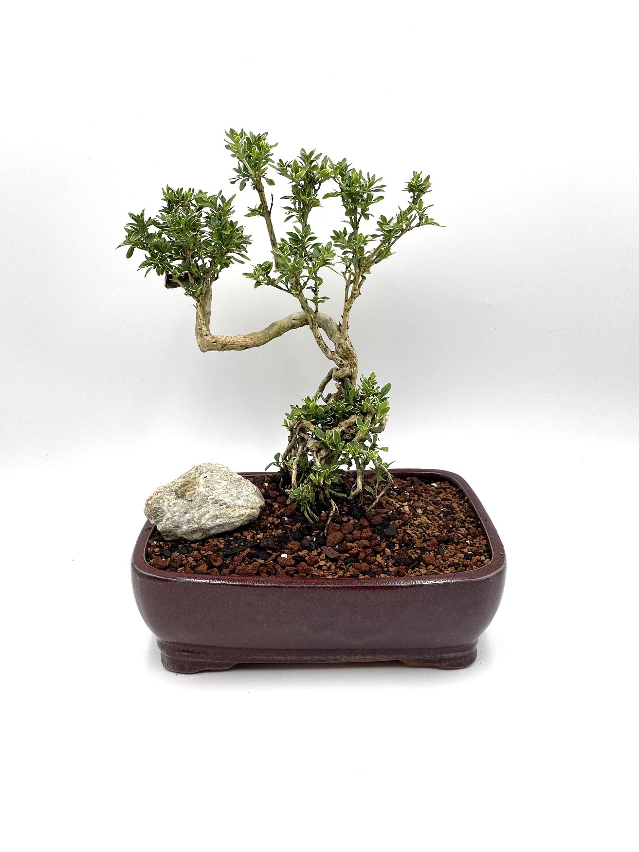 Large Snow Serissa Bonsai Tree (Serissa foetida 'Variegata') STYLED