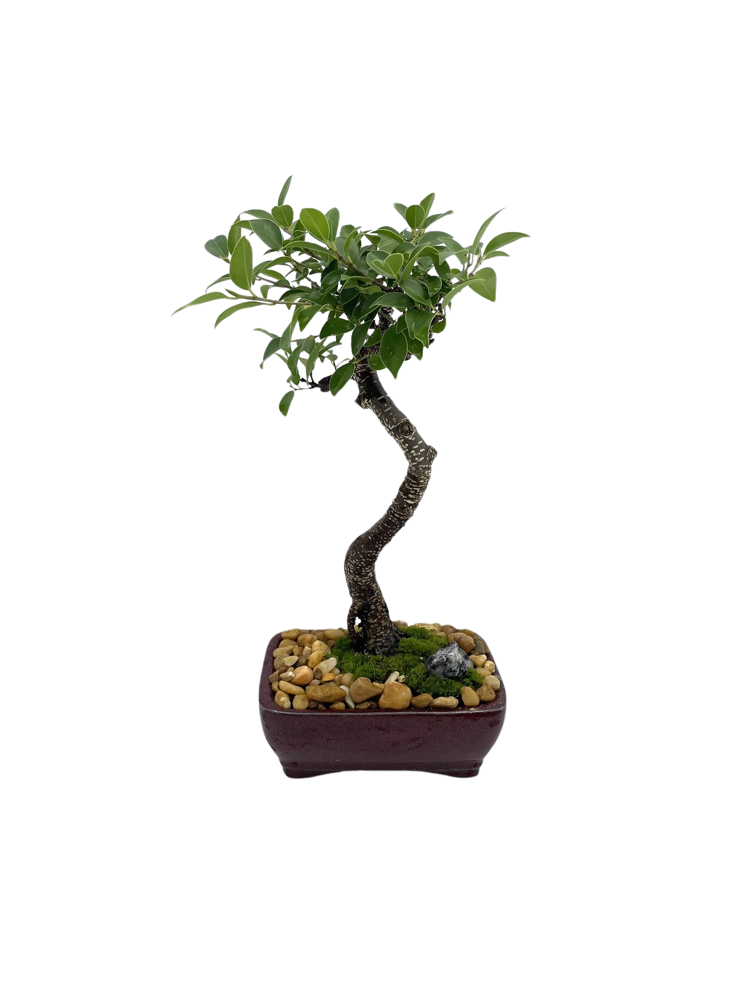 Small Tiger Bark Bonsai (Ficus Retusa) Styled
