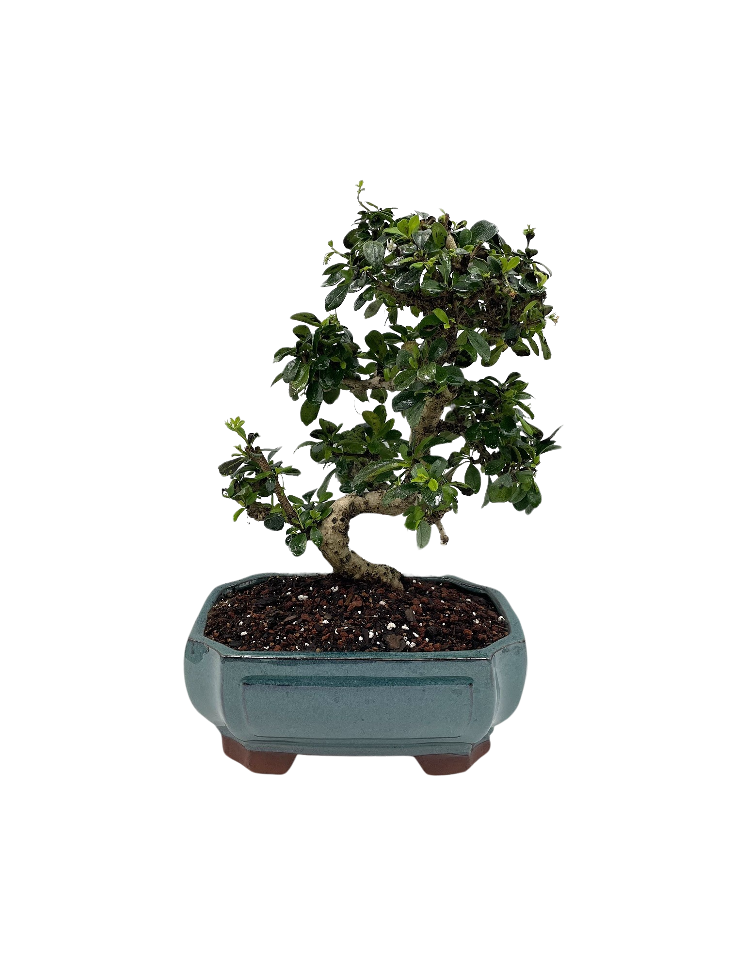 XL Fukien Tea Bonsai Tree (Carmona retusa) Styled