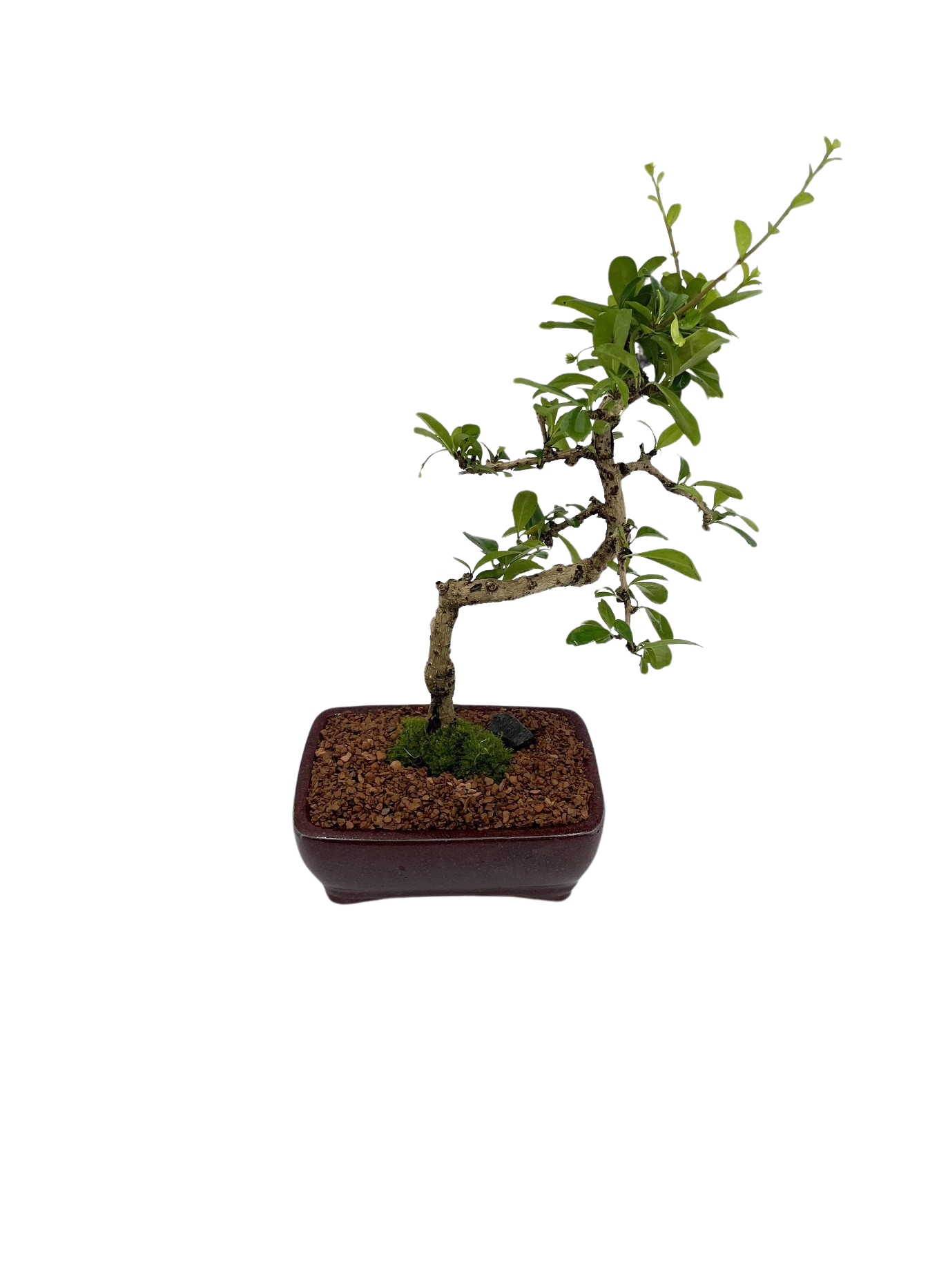 Small Fukien Tea Bonsai Tree (Carmona retusa) STYLED