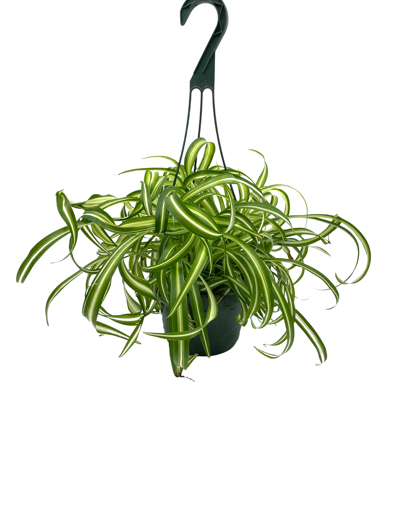 Bonnie Spider 6'' Hanging Basket