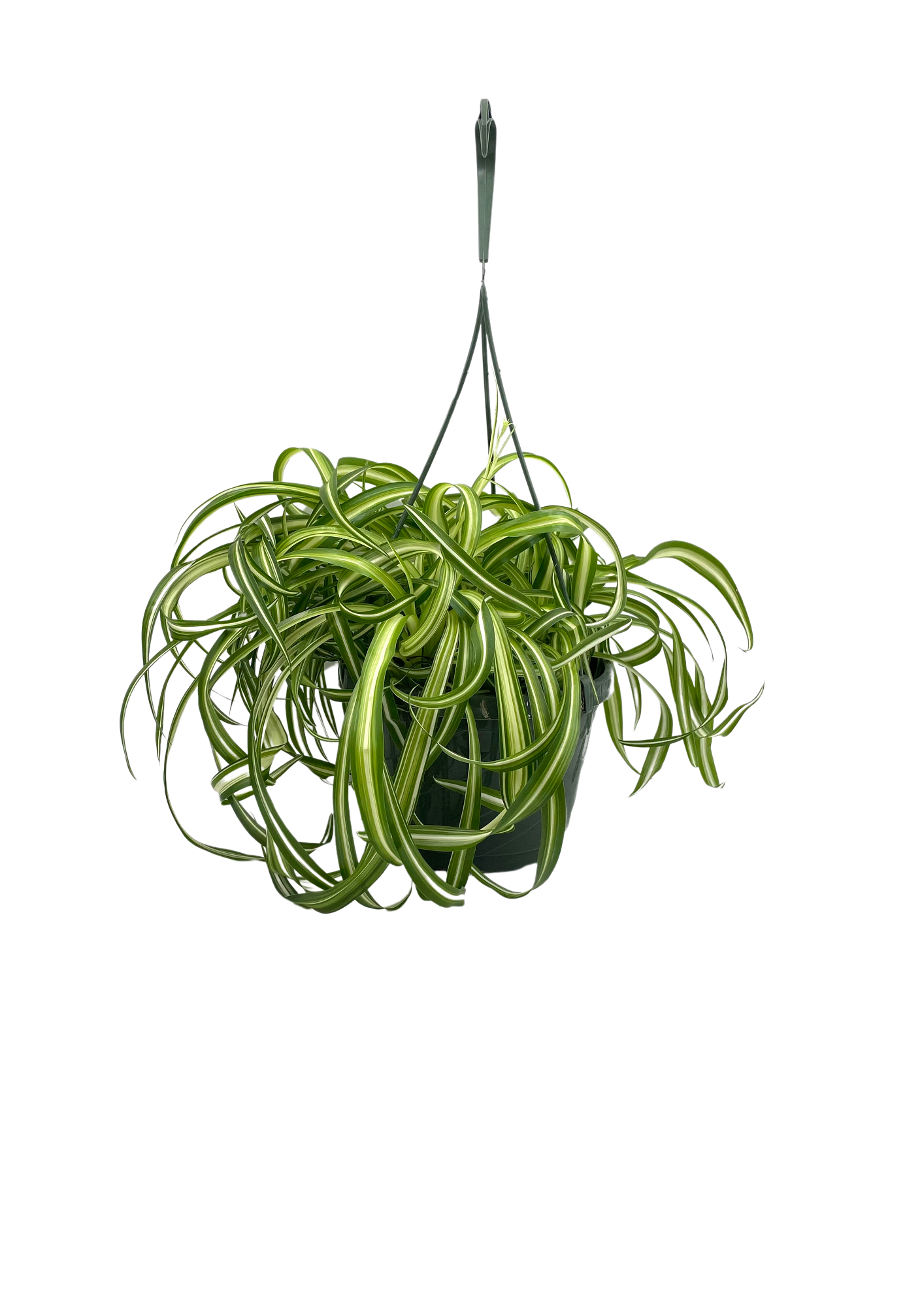 Bonnie Spider 8'' Hanging Basket