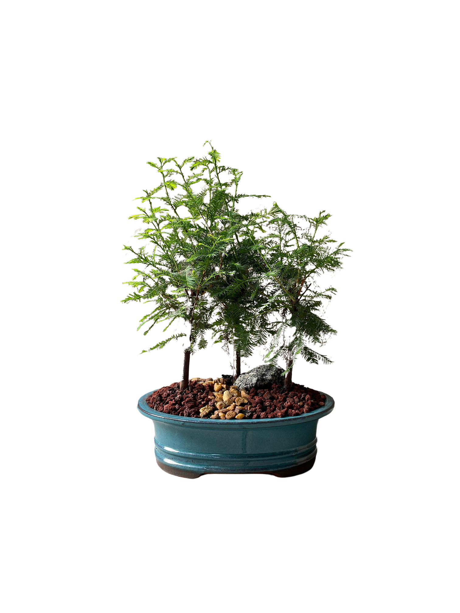 Bald Cypress Forest Bonsai (Taxodium distichum) - 8'' Bonsai Pot (4 Years Old)