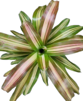 Andre Bromeliad (Neoregalia spp.) - 6'' Pot