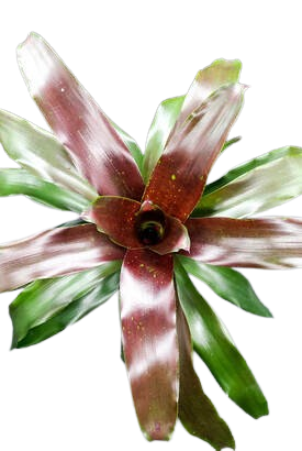 Neo Royal Burgundy Bromeliad (Neoregalia spp.) - 6'' Pot