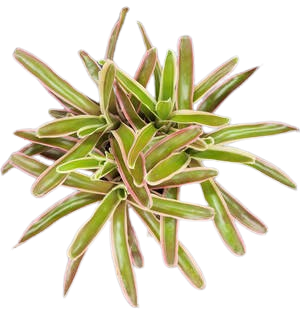 Donger Bromeliad (Neoregalia spp.) - 6'' Pot