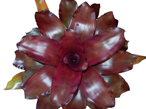 Voodoo Doll Bromeliad (Neoregalia spp.) - 6'' Pot