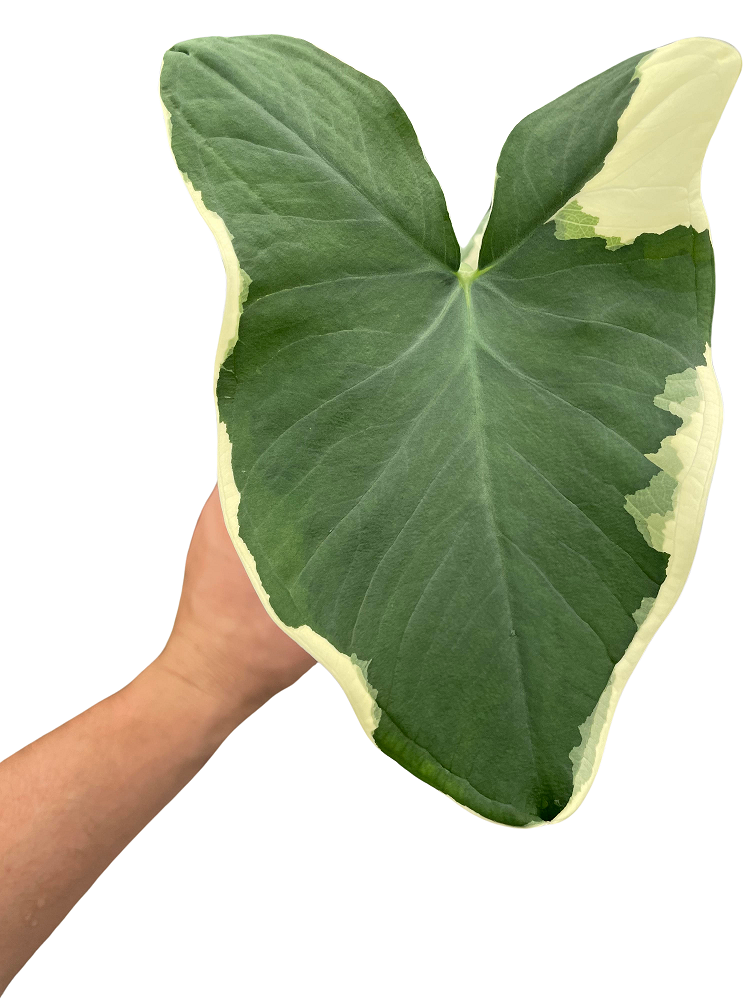 Mickey Mouse Monstera (Monstera adansonii 'Mickey Mouse') - 6'' Pot