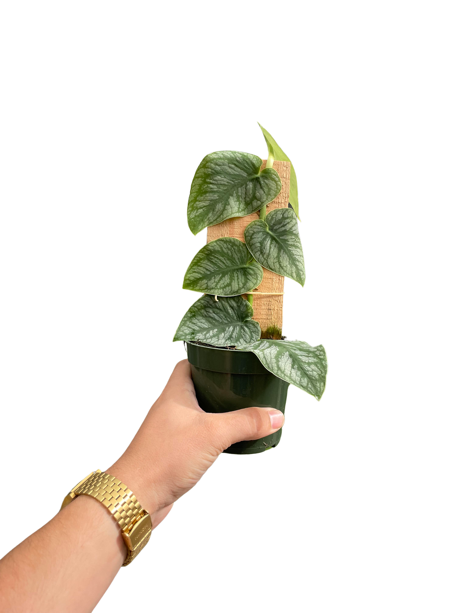 Monstera Dubia (Monstera dubia) - 4'' Pot on Plank