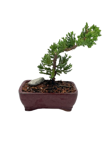 Small Juniper Bonsai Tree (Juniperus procumbens 'Nana')