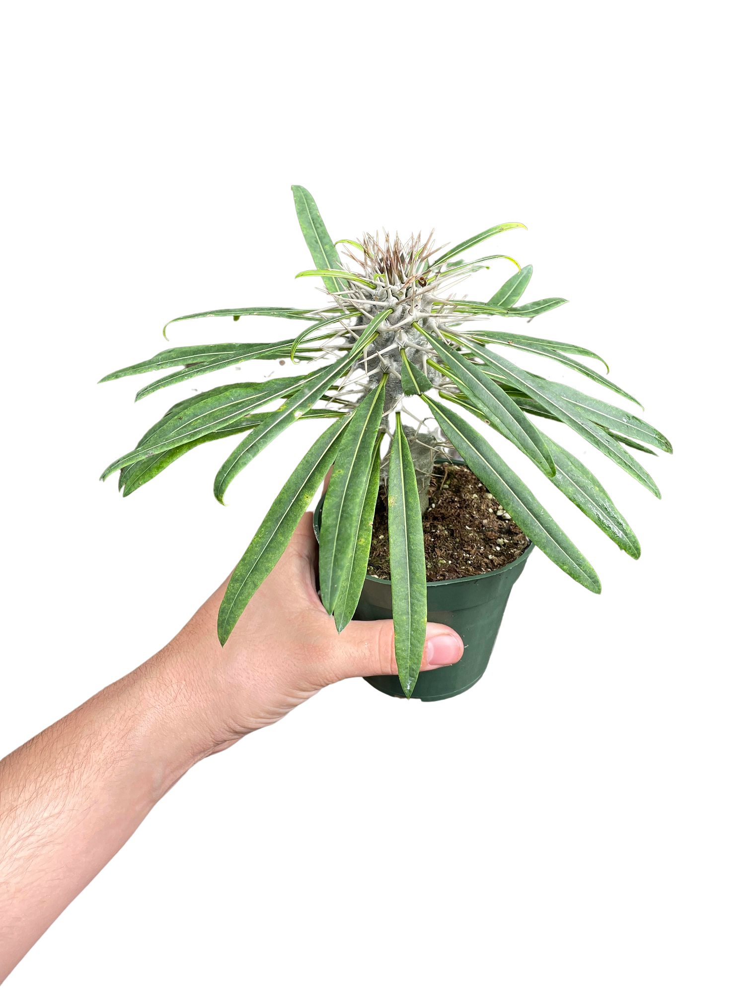 Madagascar Palm - 4'' Pot