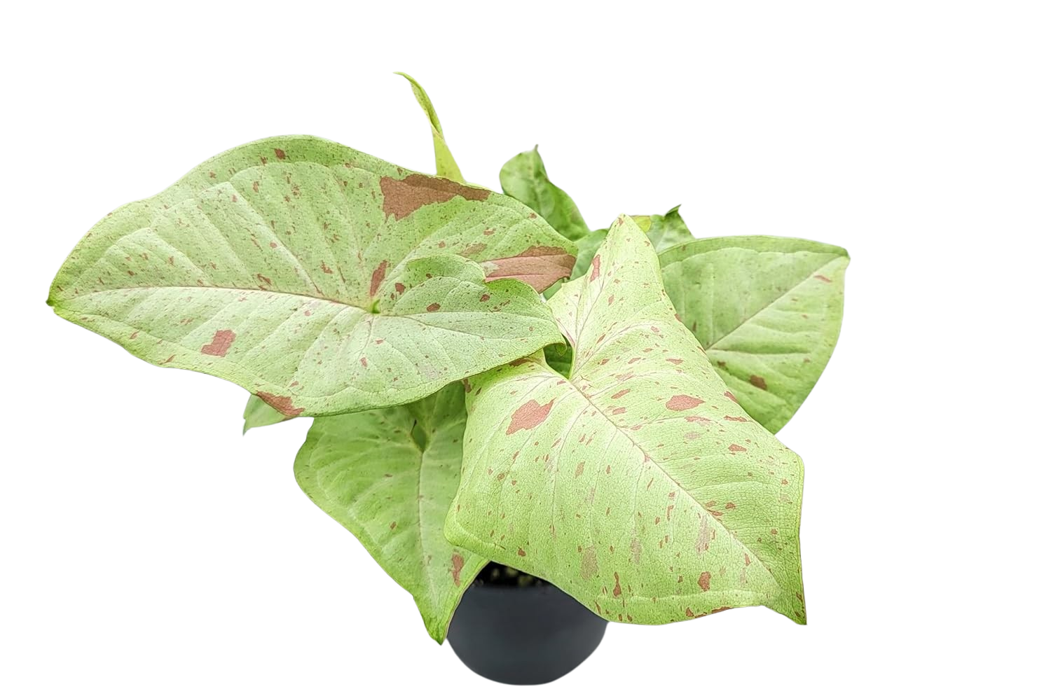 Syngonium Milk Confetti 4''